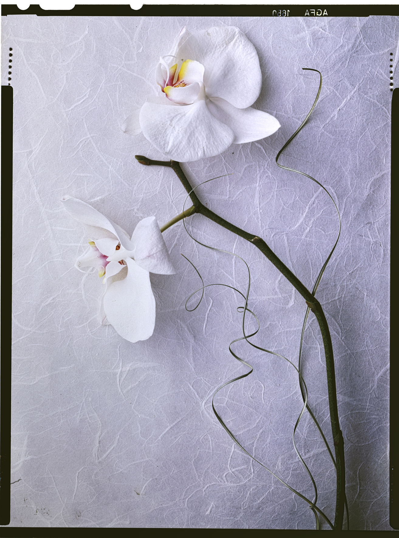 The harmony of flower and washi paper
